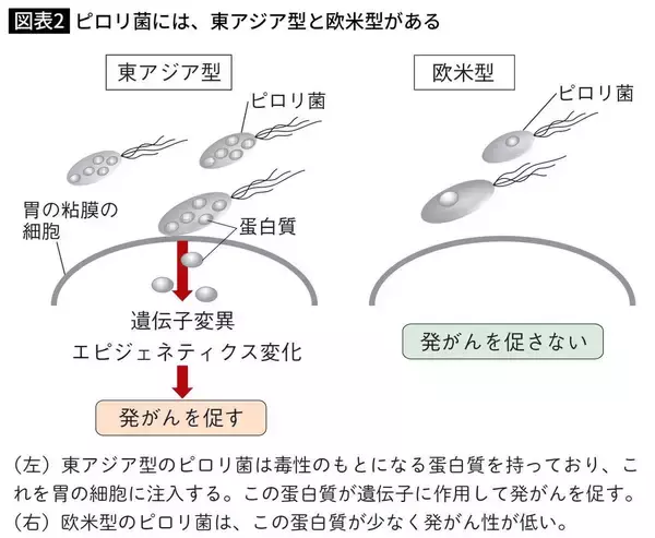 「｢胃がん予防に効果的｣のはずが…タバコを吸う人が飲むと発症率が2倍以上になる｢健康にいい飲み物｣の名前」の画像