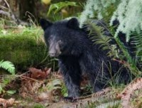 だから｢人食いグマ｣は絶対に駆除しなければならない…｢人間は怖くない｣と学んだ新世代が街に出現する絶望