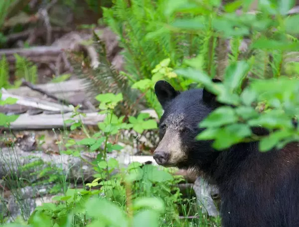 「だから｢人食いグマ｣は絶対に駆除しなければならない…｢人間は怖くない｣と学んだ新世代が街に出現する絶望」の画像