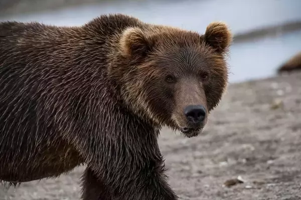 なぜ伝説の動物写真家はヒグマに命を奪われたのか…星野道夫さんの悲劇を呼んだ｢餌付けされたクマ｣の怖ろしさ