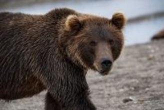 なぜ伝説の動物写真家はヒグマに命を奪われたのか…星野道夫さんの悲劇を呼んだ｢餌付けされたクマ｣の怖ろしさ