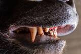 「猟犬が血走った目で逃げ戻り…300kgの｢怪物ヒグマ｣に翻弄された羆撃ちチームの"日没間際まで続いた死闘"【2026年7月BEST】」の画像5