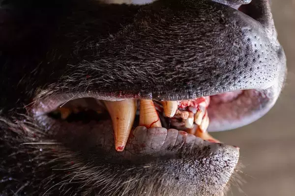 「猟犬が血走った目で逃げ戻り…300kgの｢怪物ヒグマ｣に翻弄された羆撃ちチームの"日没間際まで続いた死闘"【2026年7月BEST】」の画像