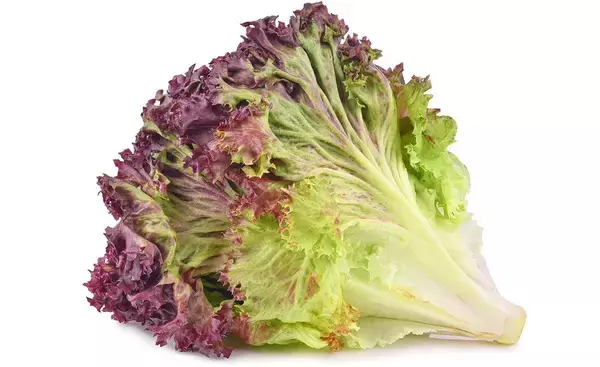 「レタスそっくりなのにレタスより栄養価が圧倒的に高い…老化を防ぎサラダに最適な｢スーパーで買える野菜｣」の画像