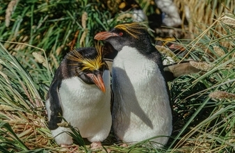 ｢卵を2つ産み､1つはわざと無駄死にさせる｣マカロニペンギン属の"ぎりぎりラインを攻める"繁殖行動の不思議