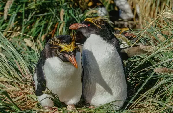 ｢卵を2つ産み､1つはわざと無駄死にさせる｣マカロニペンギン属の"ぎりぎりラインを攻める"繁殖行動の不思議