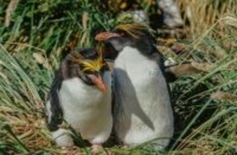 ｢卵を2つ産み､1つはわざと無駄死にさせる｣マカロニペンギン属の"ぎりぎりラインを攻める"繁殖行動の不思議