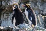 「｢卵を2つ産み､1つはわざと無駄死にさせる｣マカロニペンギン属の"ぎりぎりラインを攻める"繁殖行動の不思議」の画像2
