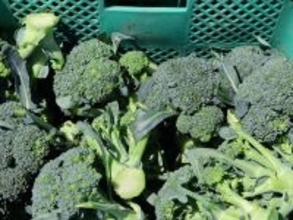 ブロッコリーが｢半世紀ぶりの指定野菜｣に大出世…かつてのライバル｢カリフラワー｣と明暗を分けた意外な理由