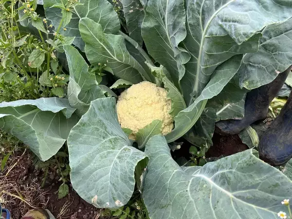 「ブロッコリーが｢半世紀ぶりの指定野菜｣に大出世…かつてのライバル｢カリフラワー｣と明暗を分けた意外な理由」の画像