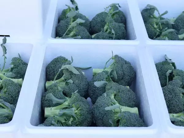 「ブロッコリーが｢半世紀ぶりの指定野菜｣に大出世…かつてのライバル｢カリフラワー｣と明暗を分けた意外な理由」の画像