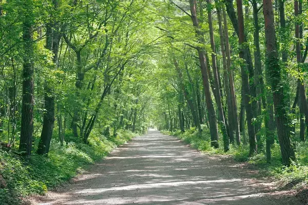 「｢家の近所を歩く｣よりずっと効果的…精神科医｢ウォーキング効果を最大限に引き出す｣とっておきの場所【2026年4月BEST】」の画像