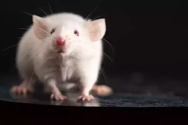 「生きるためにゾウも､トラも､ネズミも食べた…敗戦から45年続いた､マレーシア残留日本人の｢終わらない戦争｣」の画像