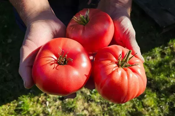 「スパッと切って味噌汁に入れるだけ…｢GW明けのメンタル不調｣に効く玉ねぎでもキャベツでもない"丸い野菜"」の画像