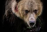 「子グマを撃たれ､殺気立つ母グマが2メートル先に…200頭を仕留めたクマ撃ち名人が｢殺られる｣と覚悟した瞬間」の画像3