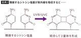 「｢焼けた小麦色の肌｣は不健康の象徴でしかない…最悪の場合｢紫外線｣が脳卒中や心筋梗塞を招くという最新研究」の画像4