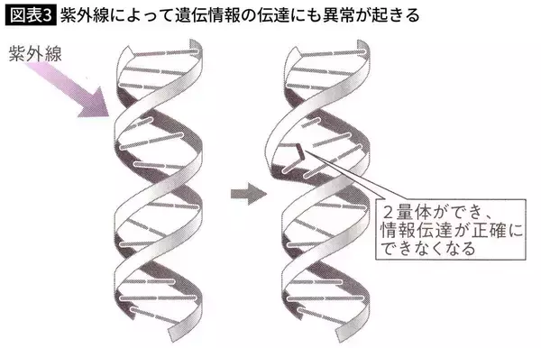 「｢焼けた小麦色の肌｣は不健康の象徴でしかない…最悪の場合｢紫外線｣が脳卒中や心筋梗塞を招くという最新研究」の画像