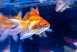 現代人の注意力は"金魚以下"…わずか8秒間しか集中が持たない時代に求められる"一発勝負"の自己紹介