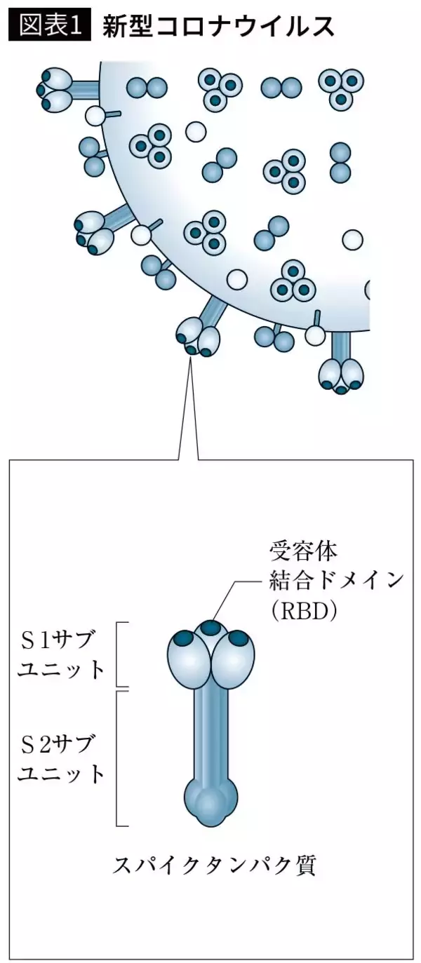 「｢血液型でコロナ重症化リスクがこんなに違う｣O型に比べ重症化リスクが1.84倍にもなる血液型とは」の画像