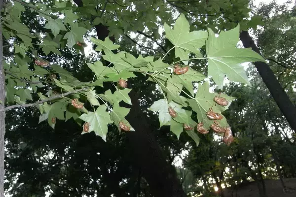 「エビやカニを想わせる濃密な旨味とコク…近所の公園でタダで採れる｢今が旬｣な高級食材の名前」の画像
