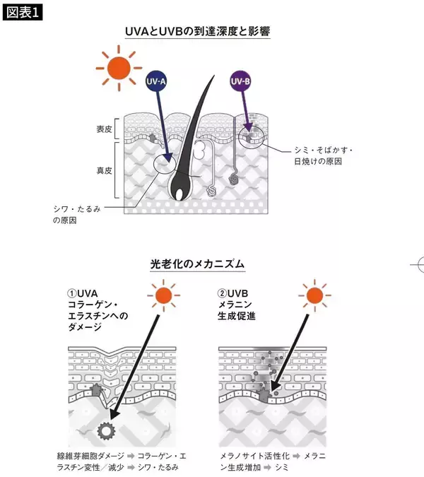 「だから同年齢で｢見た目｣に天と地の差がでる…大学病院の医師が伝授｢老化の進行を大幅に遅らせる手段｣」の画像