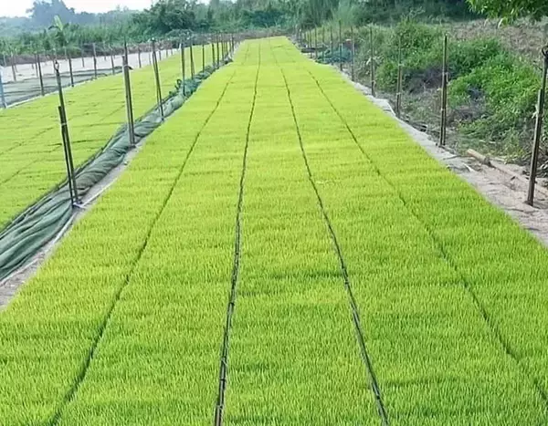 「｢まずいタイ産｣を覆し､一等米判定…日本人男性(42)が13年かけて作った｢タイ産日本米｣､現地で大ヒットの理由」の画像