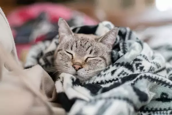 「おじさんだからと恥じる必要はない…うつ病克服のカウンセラーが推す｢ぬいぐるみを抱いて寝る｣スゴい効果」の画像