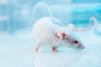 食べても食べても痩せて毛が抜け感染症にかかって死を迎える…動物実験が証明した｢寝不足｣のリスク