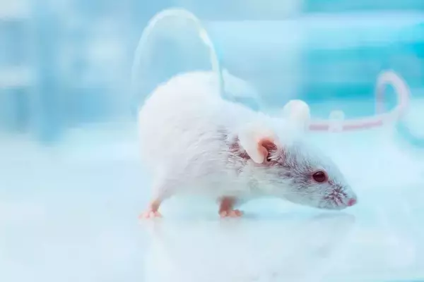 食べても食べても痩せて毛が抜け感染症にかかって死を迎える…動物実験が証明した｢寝不足｣のリスク