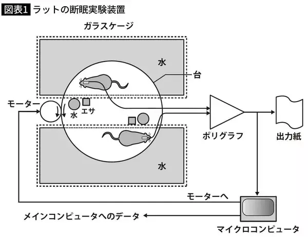 「食べても食べても痩せて毛が抜け感染症にかかって死を迎える…動物実験が証明した｢寝不足｣のリスク」の画像