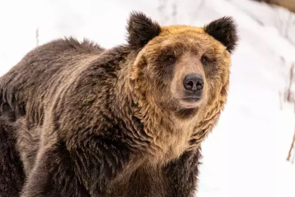 遺体の両目は飛び出し､顔面はグジャグジャ…札幌に現れ､幼児含む4人を食い荒らした｢最悪の殺人グマ｣の正体【2025年11月BEST】