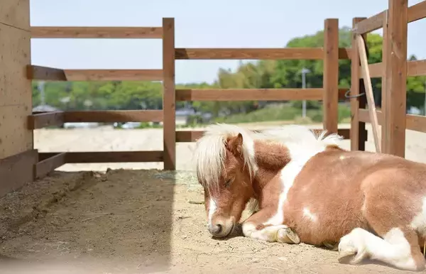 「それでも精神科医は交換日記を続けた…｢父親は殺されても当然だ｣と書いた少年が2カ月後に選んだ言葉」の画像