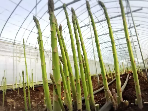 「急逝した義父のアスパラ畑をヨメが継ぐ…｢ダサい｣｢汚い｣｢儲からない｣を卒業した主婦の驚きの販売方法」の画像