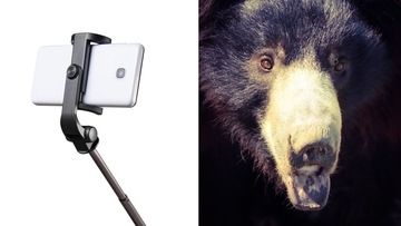 自撮りのためにクマへ突進､だが鋭い爪が皮膚を切り裂き…承認欲求に憑りつかれた男の悲惨すぎる末路