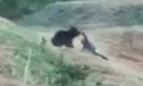 「自撮りのためにクマへ突進､だが鋭い爪が皮膚を切り裂き…承認欲求に憑りつかれた男の悲惨すぎる末路」の画像3