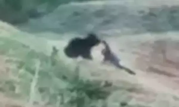 「自撮りのためにクマへ突進､だが鋭い爪が皮膚を切り裂き…承認欲求に憑りつかれた男の悲惨すぎる末路」の画像