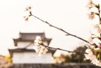 1位は奈良にある豊臣秀長の本拠地…桜と城郭のコラボが美しい｢豊臣兄弟!｣ゆかりの花見の名城ランキング