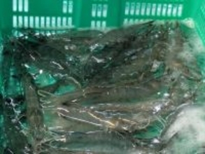 ｢外国産が9割｣の日本のエビを｢10年で国産化する｣…NTTが海ではなく陸の上で始めた｢スゴいエビ養殖｣の中身
