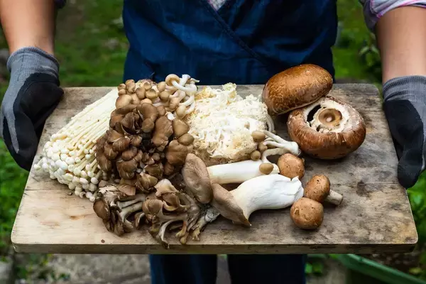 味噌汁に入れて食べるだけ…骨折と寝たきりを遠ざける｢カルシウムと並ぶ栄養素をとれるキノコの名前｣