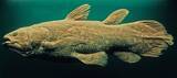 「魚ではなく怪物だった…44年前に｢生きたシーラカンス｣と対峙したカメラマンが戦慄した"天井まで届くオーラ"【2026年4月BEST】」の画像1