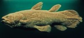 魚ではなく怪物だった…44年前に｢生きたシーラカンス｣と対峙したカメラマンが戦慄した"天井まで届くオーラ"【2026年4月BEST】