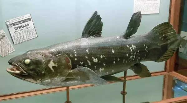 「魚ではなく怪物だった…44年前に｢生きたシーラカンス｣と対峙したカメラマンが戦慄した"天井まで届くオーラ"【2026年4月BEST】」の画像