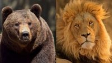 ヒグマは鉄格子を破壊し､ライオンに襲いかかり…韓国の動物園で実際に起きた｢猛獣同士の戦い｣のヤバい結末