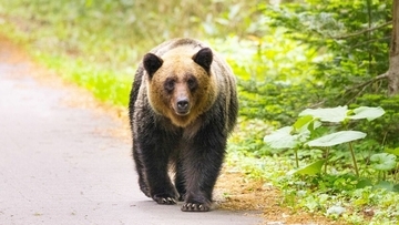 墓を掘り起こし埋葬された死体をむさぼる…ヒグマが人肉に執着する｢人喰い熊｣に変身した"本当のキッカケ"