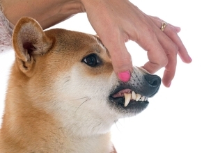 だから柴犬は飼い主にベタベタしない…DNA解析でわかった日本犬の性格に影響する｢絶滅した祖先｣の名前