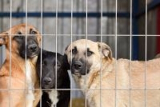 床は愛犬の糞尿だらけで足の踏み場もなかった…飼い主がいなくなり､殺処分を逃れた犬･猫たちの"その後"