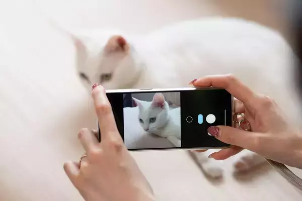 「大型犬は｢好景気｣､猫は｢不況｣の象徴…バブル崩壊の中国で｢日本超えの猫ブーム｣が起きている納得の理由」の画像