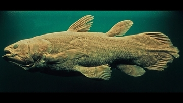 魚ではなく怪物だった…44年前に｢生きたシーラカンス｣と対峙したカメラマンが戦慄した"天井まで届くオーラ"【変わった生き物3選】