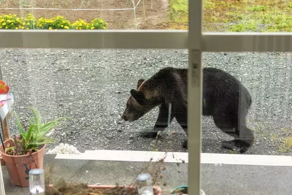 「だから冬眠の時期でもクマ問題は終わらない…｢危険な田舎｣と｢安全な都会｣の絶対に埋まらない意識の差」の画像