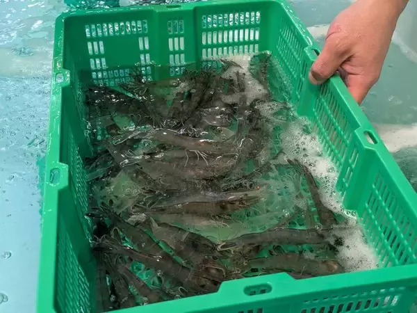 どんな素人でもエビやサーモンを生産できる時代が来る…NTTが技術を結集した｢魚介の陸上養殖｣が叶える未来